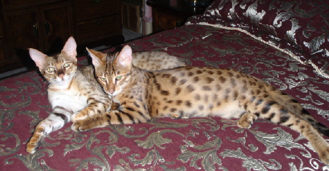 AJSavannahs F2B Audrey and Jack sprawled 060608