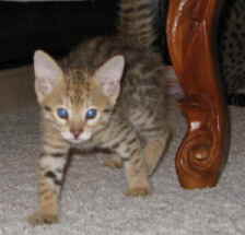 AJSavannahs F2B Calla 091108 b