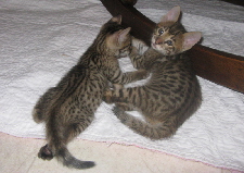 AJSavannahs F2B Elwood and Harvey 103008 b