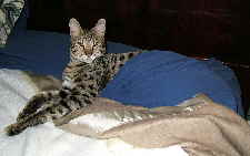 AJSavannahs F2B Oliver pet of Deborah and Ken