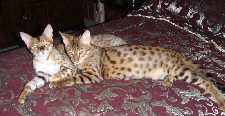 AJSavannahs F2B Audrey and Jack sprawled 060608