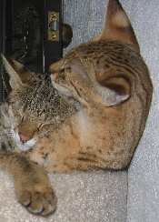 Ayo and Gabatta, F1 sisters Ayo and Gabatta, F1 sisters