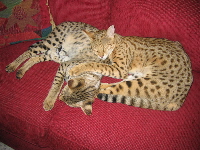 AJSavannahs Cattery. Offering the much desired Savannah kittens from only Savannah to Savannah breedings with early generation, F1 and F2, Savannah females and later generation, F5 and F6, Savannah males. A TICA registered cattery, member Savannah Cat Club and The Internationla Savannah Breeders Association. AJSavannahs cattery produces Savannah cats and Savannah kittens using only Savannah males in our program. We breed our Savannah Cats for health, temperament and gorgeous Savannah type. Members of the Savannah Breed Section, we proudly support Savannah breed seminars and Savannah-Ramas. Please check the AJSavannahs site often for new llitters of Savannah kittens.