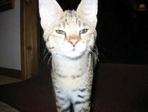 Ayo, F1, age three months