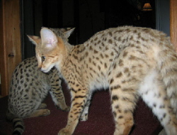 Gabatta,age-three-months