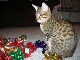 Wari, F5, age six months (2004)