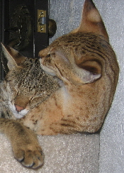 Ayo and Gabatta, F1 sisters