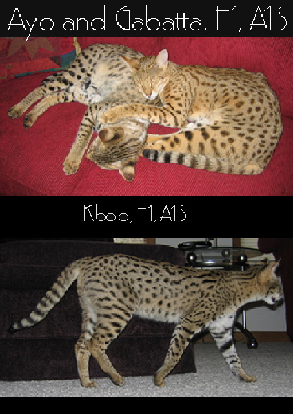 AJSavannahs F1 Savannah cats Ayo, Gabatta and Kboo