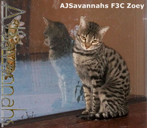 AJSavannahs F3C Zoey 022415 a1wtmk