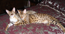 AJSavannahs F2B Audrey and Jack sprawled 060608