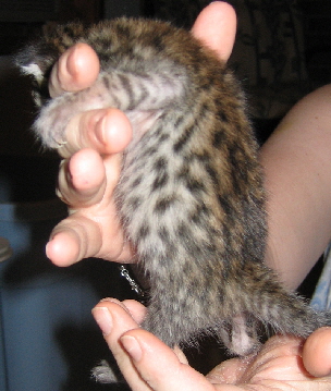 Savannah kittens from AJSavannahs 051307