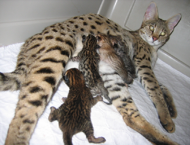 Savannah Cat F2 Full Grown