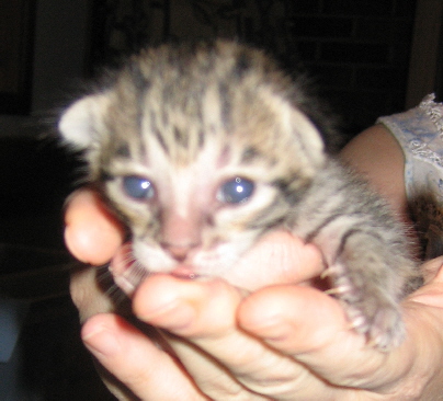 Savannah kittens from AJSavannahs Grace 051307