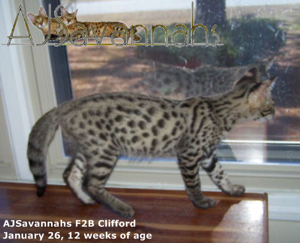 AJSavannahs F2B Clifford 012512 mwtmk