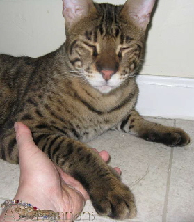 AJSavannahs F2B Harvey 052710 bwtmk