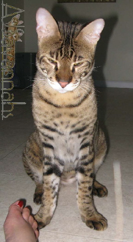AJSavannahs F2B Harvey 052710 dwtmk