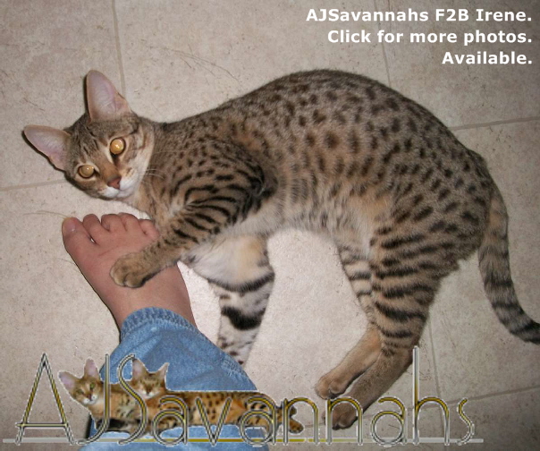 AJSavannahs F2B Irene 011913 awtmk