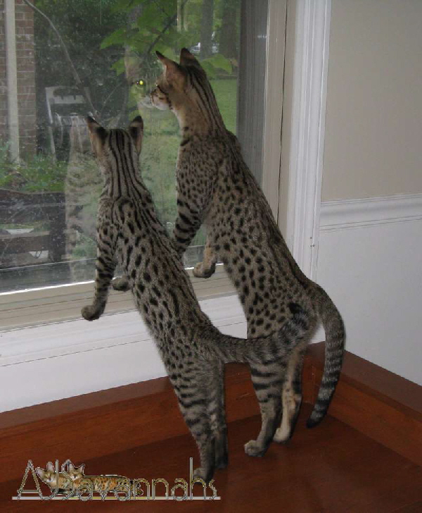 AJSavannahs F2B Kbutu and Gertie 083010 awtmk