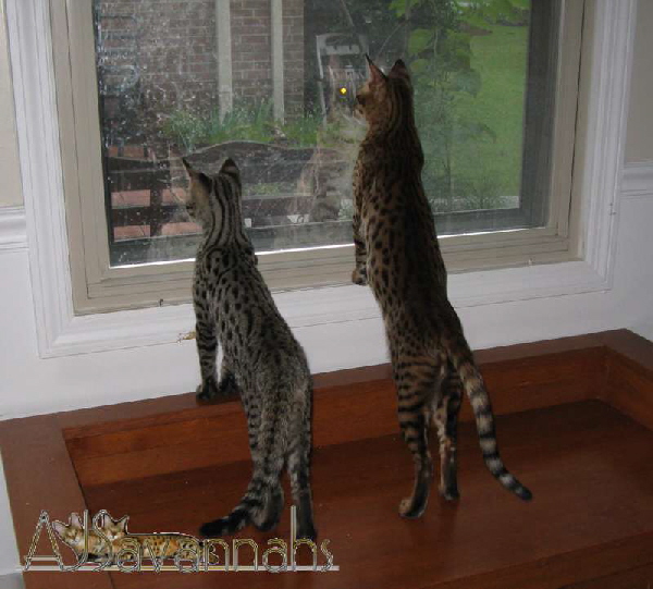 AJSavannahs F2B Kbutu and Marie 083010 awtmk