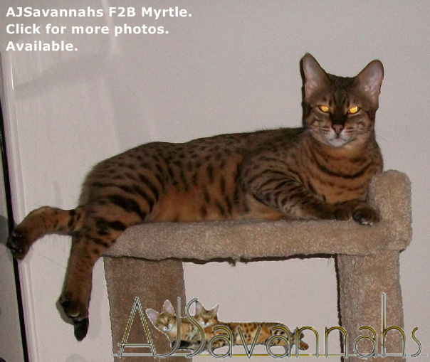 AJSavannahs F2B Myrtle 011513 awtmk