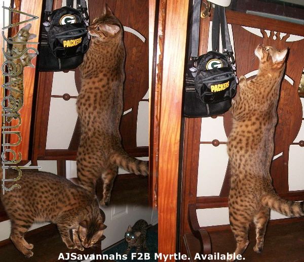 AJSavannahs F2B Myrtle montage with Vincent 022113 awtmk