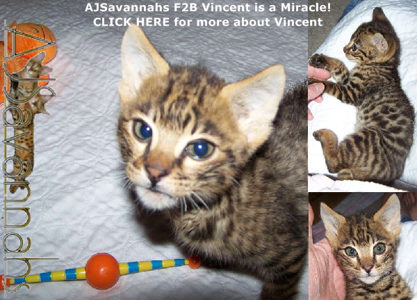AJSavannahs F2B Vincent 012012wtmk