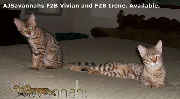 AJSavannahs F2B Vivian and Irene 021113 awtmk