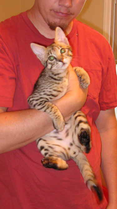 AJSavannahs F3B Dale sweet face 070508 375