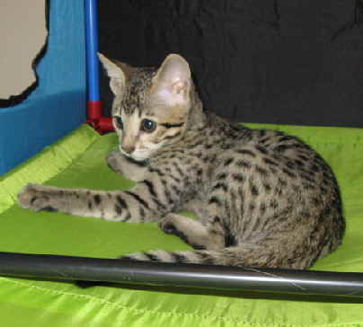 AJSavannahs F3B Ellie 070508a