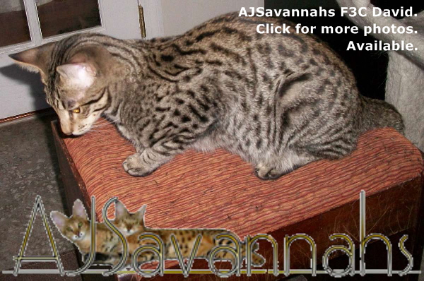 AJSavannahs F3C David 011013 bwtmk