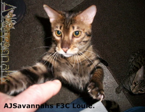 AJSavannahs F3C Louie 011013 awtmk