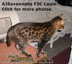 AJSavannahs F3C Louie 110912 dwtmk