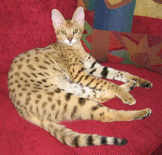 AJSavannahs Cattery. Offering the much desired Savannah kittens from only Savannah to Savannah breedings with early generation, F1 and F2, Savannah females and later generation, F5 and F6, Savannah males. A TICA registered cattery, member Savannah Cat Club and The International Savannah Breeders Association. AJSavannahs cattery produces Savannah cats and Savannah kittens using only Savannah males in our program. We breed our Savannah Cats for health, temperament and gorgeous Savannah type. Members of the Savannah Breed Section, we proudly support Savannah breed seminars and Savannah-Ramas. Please check the AJSavannahs site often for new litters of Savannah kittens.