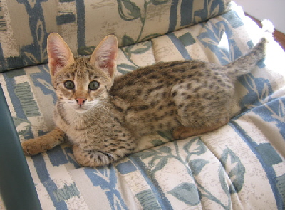 AJSavannahs Cattery. Offering the much desired Savannah kittens from only Savannah to Savannah breedings with early generation, F1 and F2, Savannah females and later generation, F5 and F6, Savannah males. A TICA registered cattery, member Savannah Cat Club and The International Savannah Breeders Association. AJSavannahs cattery produces Savannah cats and Savannah kittens using only Savannah males in our program. We breed our Savannah Cats for health, temperament and gorgeous Savannah type. Members of the Savannah Breed Section, we proudly support Savannah breed seminars and Savannah-Ramas. Please check the AJSavannahs site often for new litters of Savannah kittens.