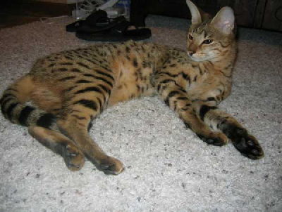 AJSavannahs Cattery. Offering the much desired Savannah kittens from only Savannah to Savannah breedings with early generation, F1 and F2, Savannah females and later generation, F5 and F6, Savannah males. A TICA registered cattery, member Savannah Cat Club and The International Savannah Breeders Association. AJSavannahs cattery produces Savannah cats and Savannah kittens using only Savannah males in our program. We breed our Savannah Cats for health, temperament and gorgeous Savannah type. Members of the Savannah Breed Section, we proudly support Savannah breed seminars and Savannah-Ramas. Please check the AJSavannahs site often for new litters of Savannah kittens.