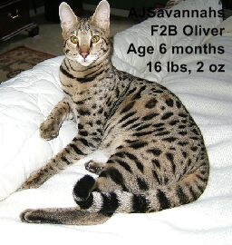 AJSavannahs F2B Oliver age six months 16 pounds a