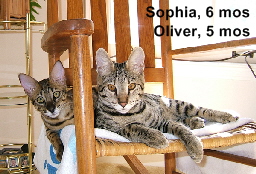 AJSavannahs F2B Sophia and Oliver age four and five months