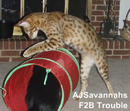 AJSavannahs F2B Trouble 0208a