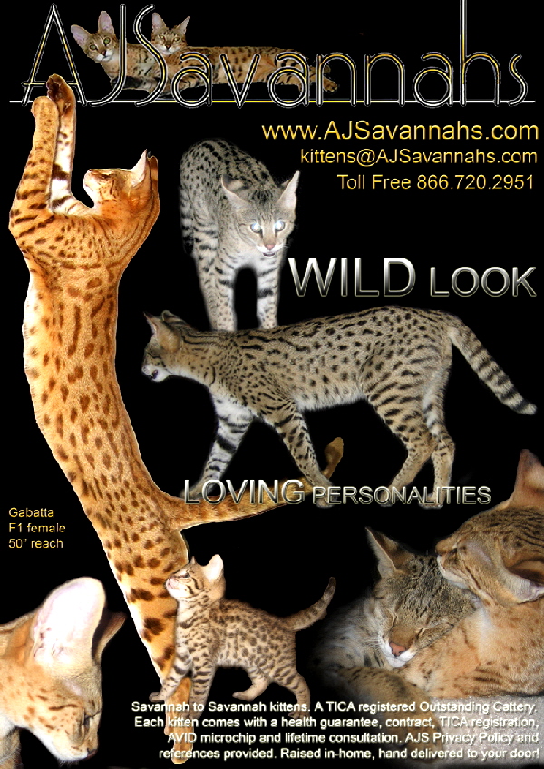 Quality Savannah-to-Savannah kittens from AJSavannahs Cattery