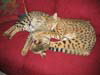 Ayo and Gabatta, F1 females