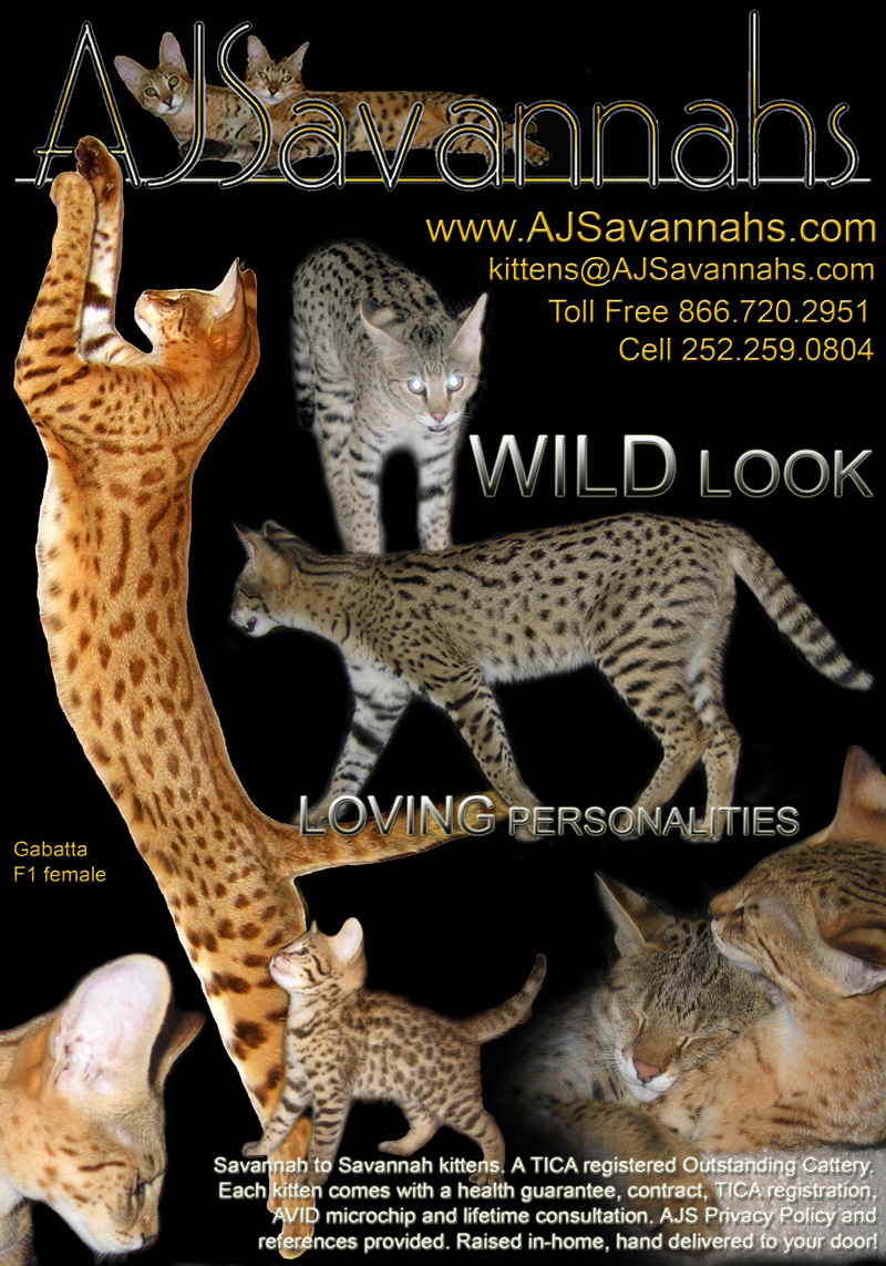 Savannah cats and Savannah kittens from AJSavannahs 113007