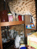 Three cats in the cabinets