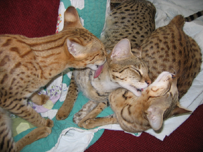 Gabatta, Ayo, and Mankala
