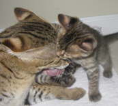 AJSavannahs F1 Kboo and F2B Elwood 103008 b