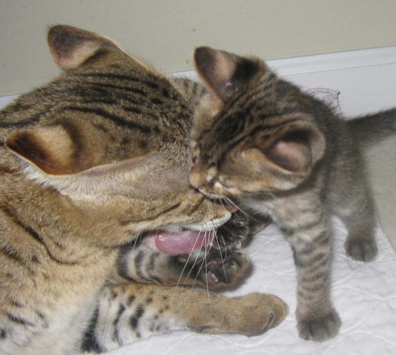 AJSavannahs F1 Kboo and F2B Elwood 103008 b