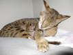 AJSavannahs F2B Aurora 080808 i