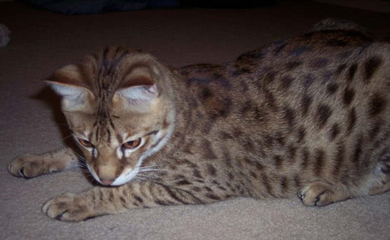 AJSavannahs F2B Bruce 022709 b