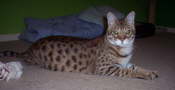 AJSavannahs F2B Bruce 022709 c