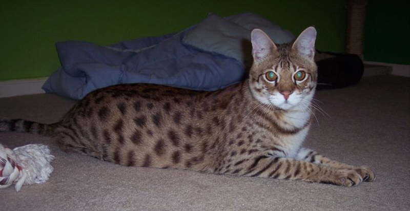 AJSavannahs F2B Bruce 022709 c