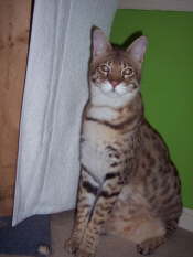 AJSavannahs F2B Bruce 022709 f